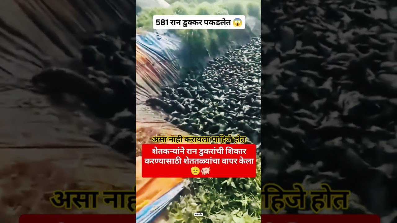शेततळे#marathisong #ajitpawar #rohitpawar #sharadpawar #viralvideo #trending #shorts #marathi