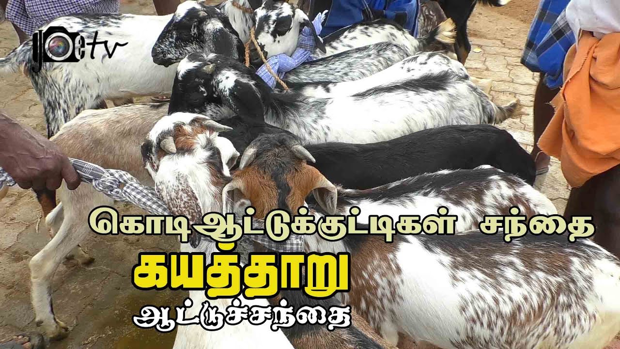 Kayathar attu santhai | கயத்தார் ஆட்டுச்சந்தை