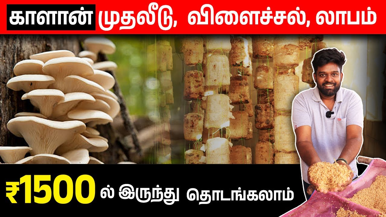 25 நாளில் வருமானம் தரும் காளான் வளர்ப்பு | வீட்டிலேயே காளான் வளர்ப்பது எப்படி | Fabby
