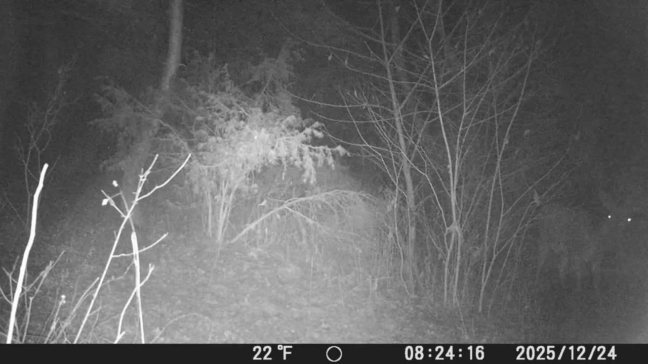 Jurajskie zwierzaki w oku fotopułapki 🦌🦊