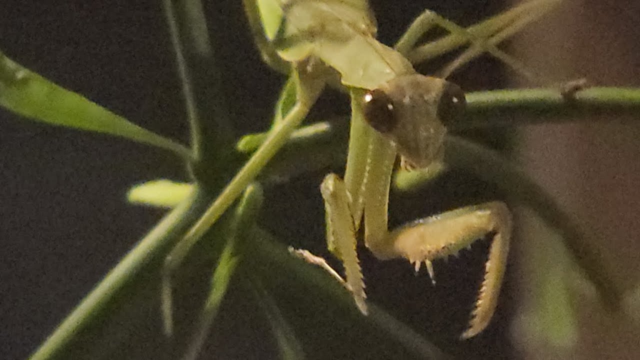 Resident Chinese Mantis