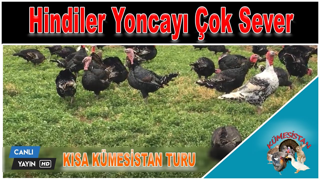 Hindiler Yonca Bahçesinde - Canlı Yayın - Hobi Kümeslerim - Beç Tavukları