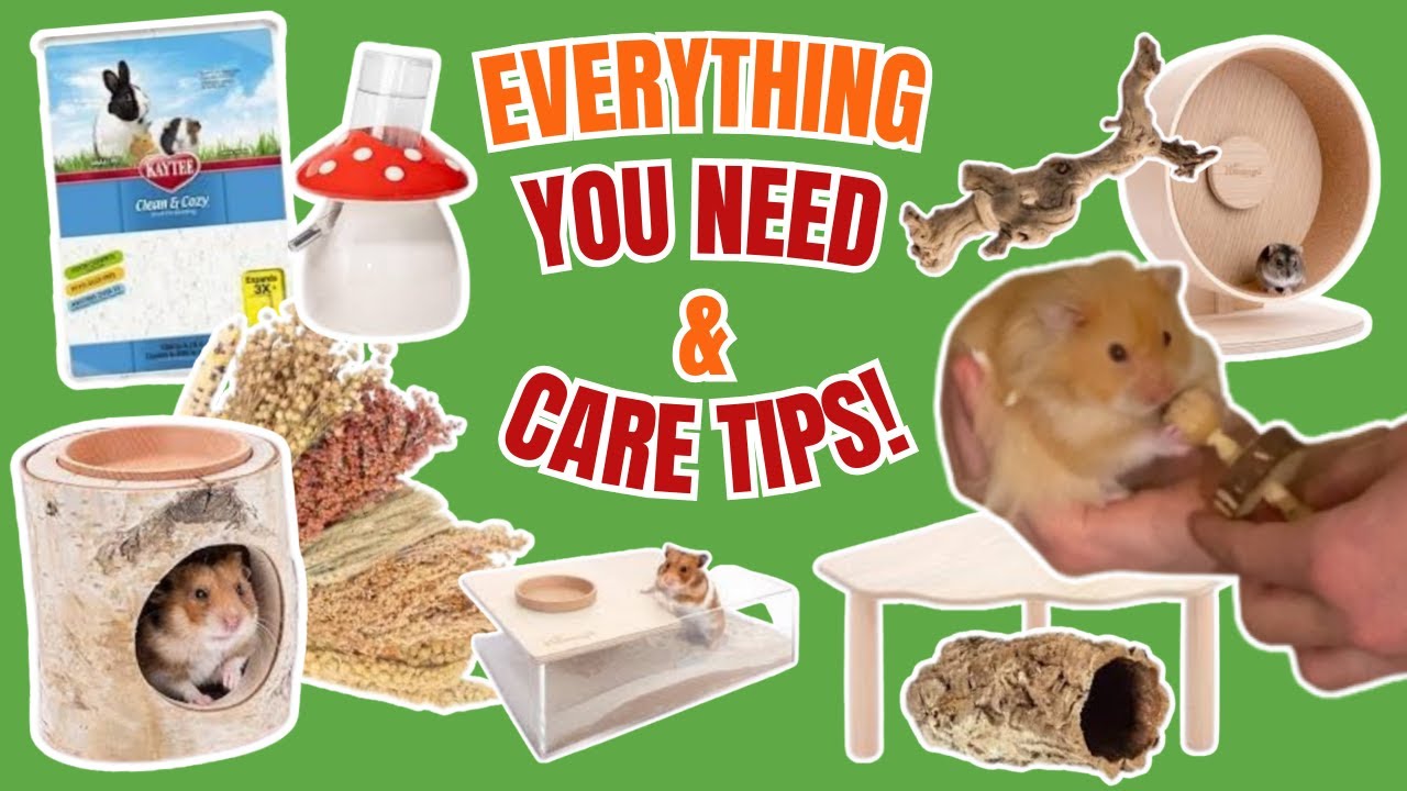 WATCH THIS BEFORE GETTING A HAMSTER!