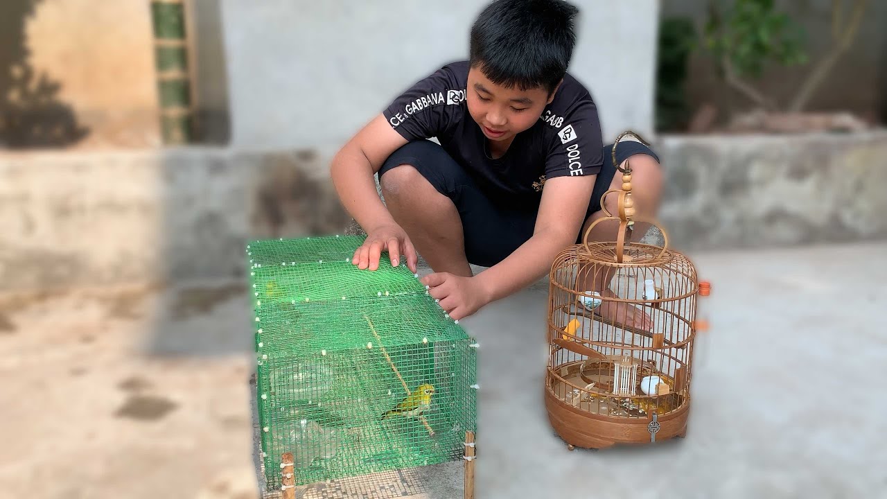 Đến Nhà Em Lộc Xem Chim Vành Khuyên Tâm Huyết Và Lồng Tắm Chế Có 102/ Chiến Ơi