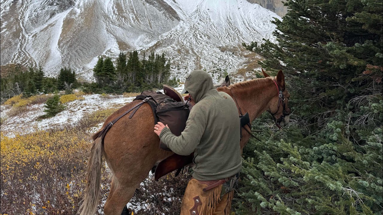 Mules, mountains and sheep hunting. Alberta 2025