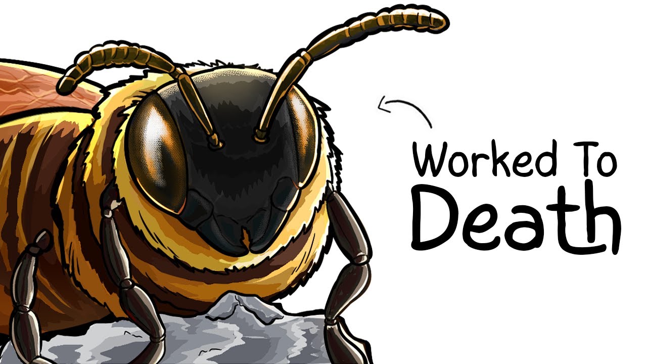 Why it Sucks To Be Born As a Bee