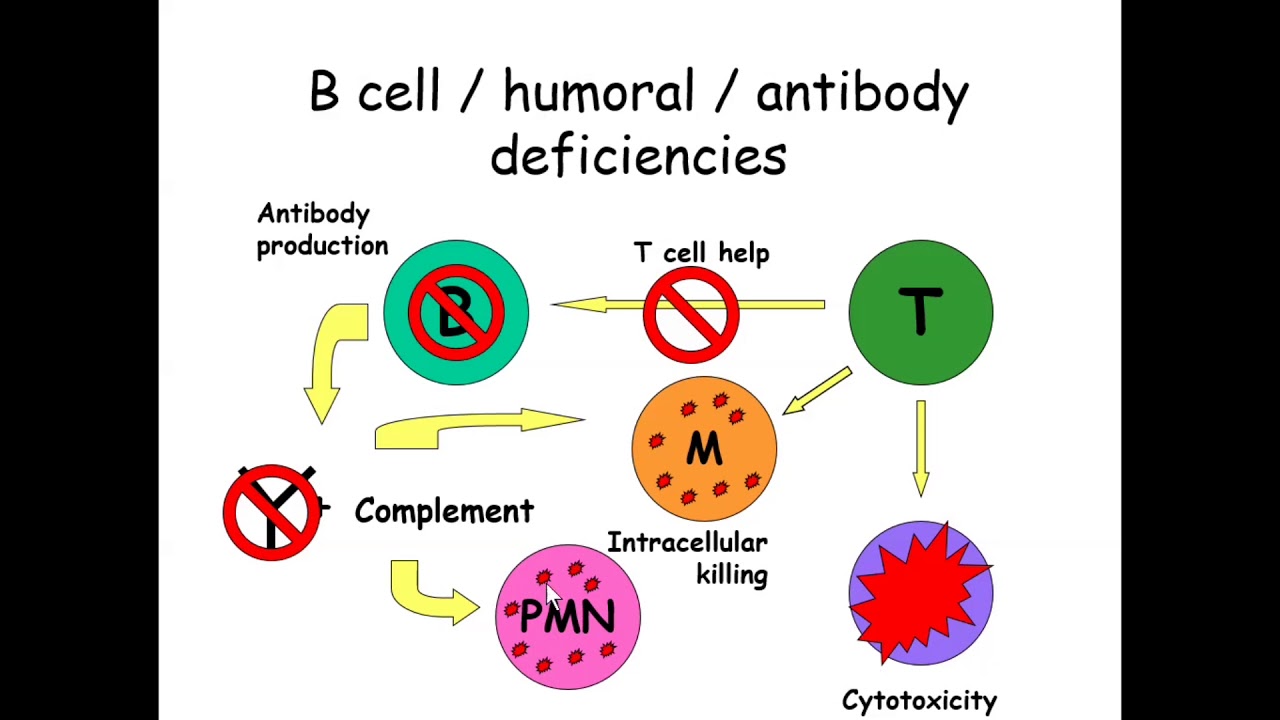 Hyper IgM Syndrome (HIGM)