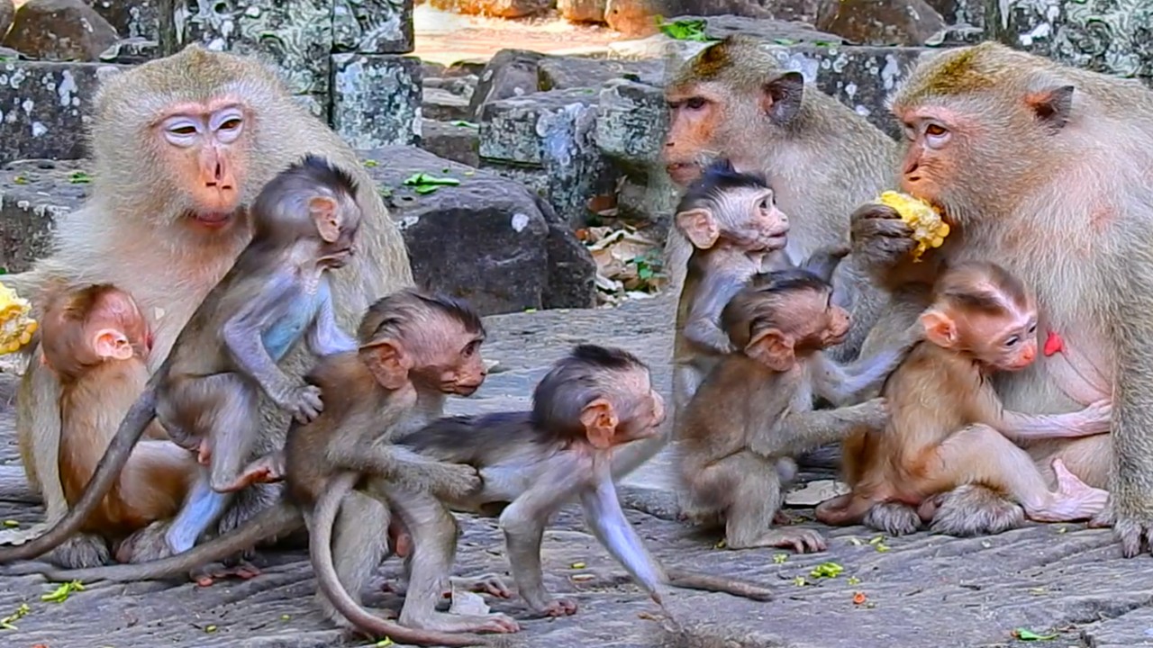 Cutest & Smartest Baby Monkeys Happily Together | Watch Them Play & Explore Blissfully | Best Clip