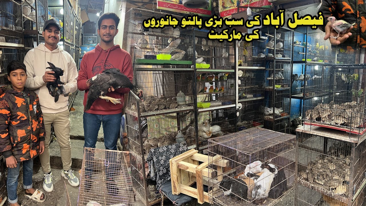 Birds and pets breeds of Faisalabad | Bird market Jhang bazar Faisalabad