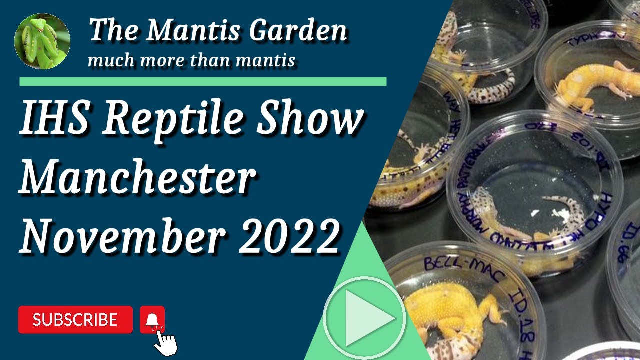 IHS Reptile (and bug) Show Nov 2022