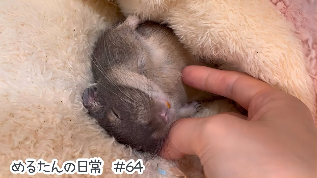 こういう時間が癒される【デグーの日常#64】