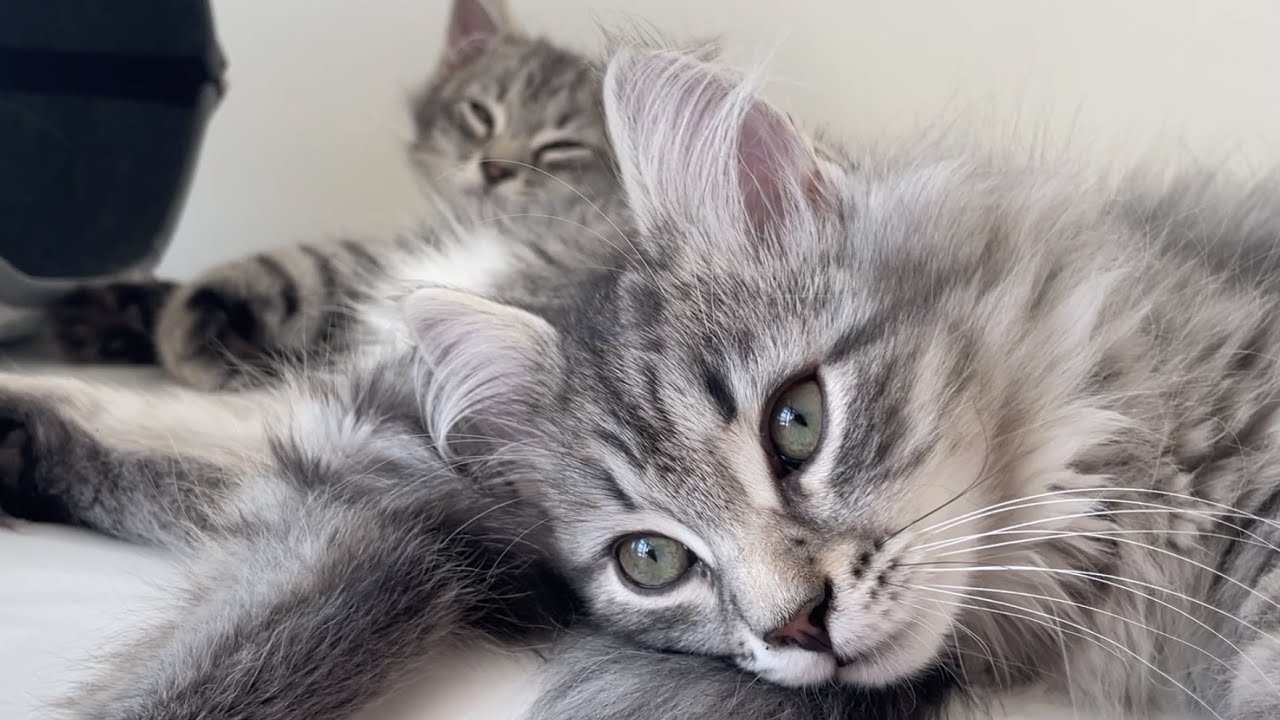 Silver Siberian kittens jumping