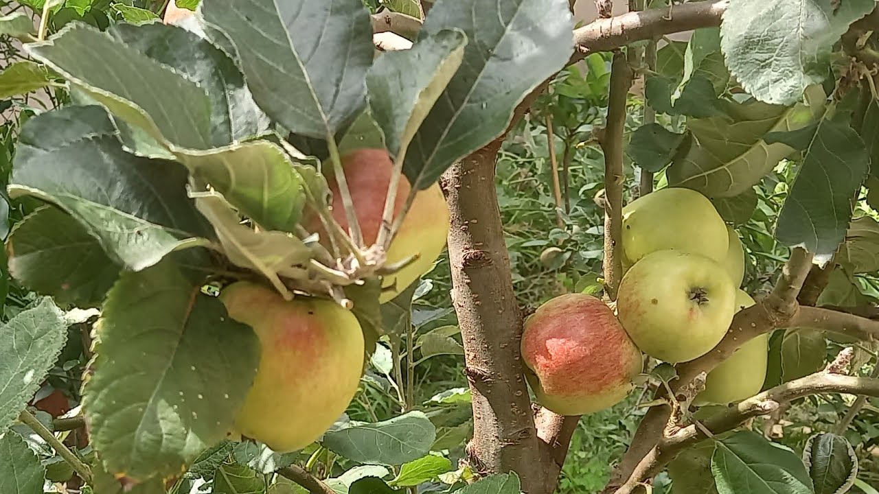 DICAS DE PODA DE FORMAÇÃO E PRODUÇÃO DA MAÇÃ 🍏