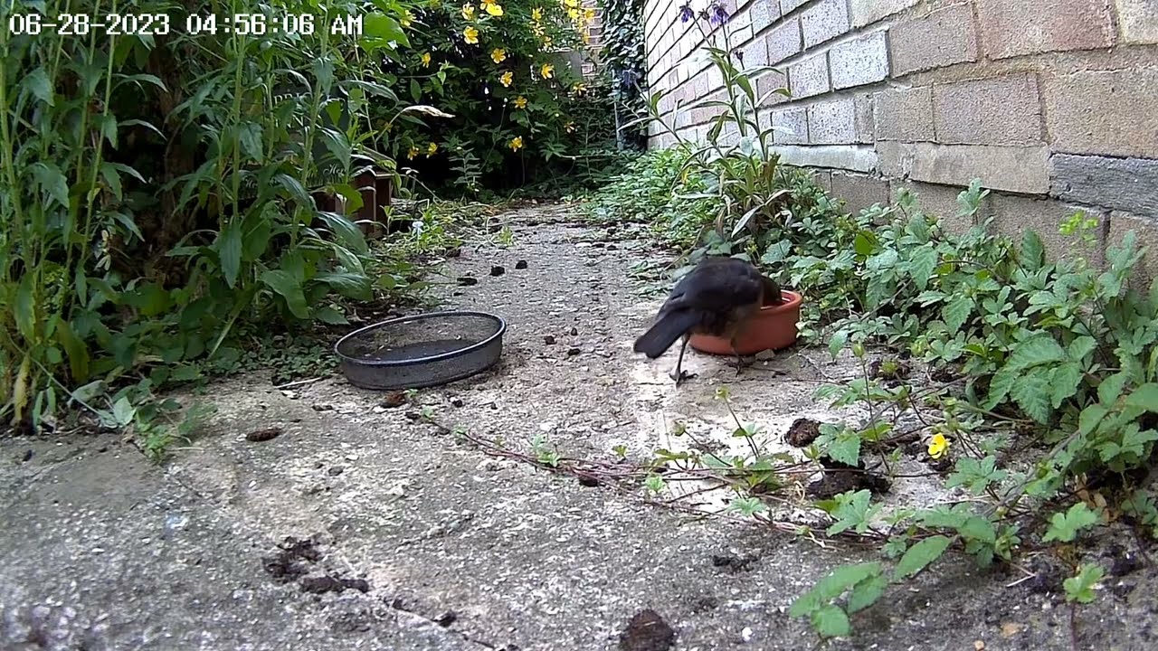 Wild Garden Diary June 27th-28th