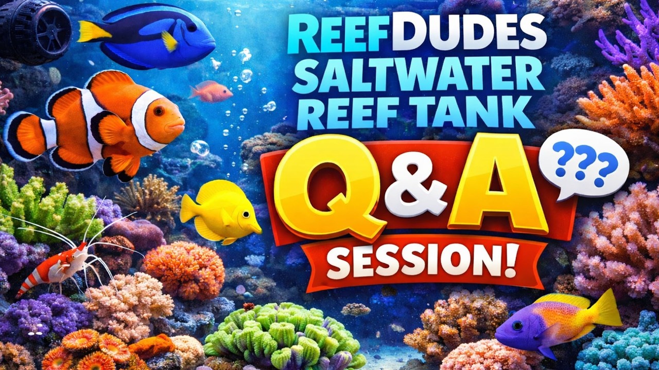 ReefDudes Live Saltwater Aquarium Reef Chat Q&A