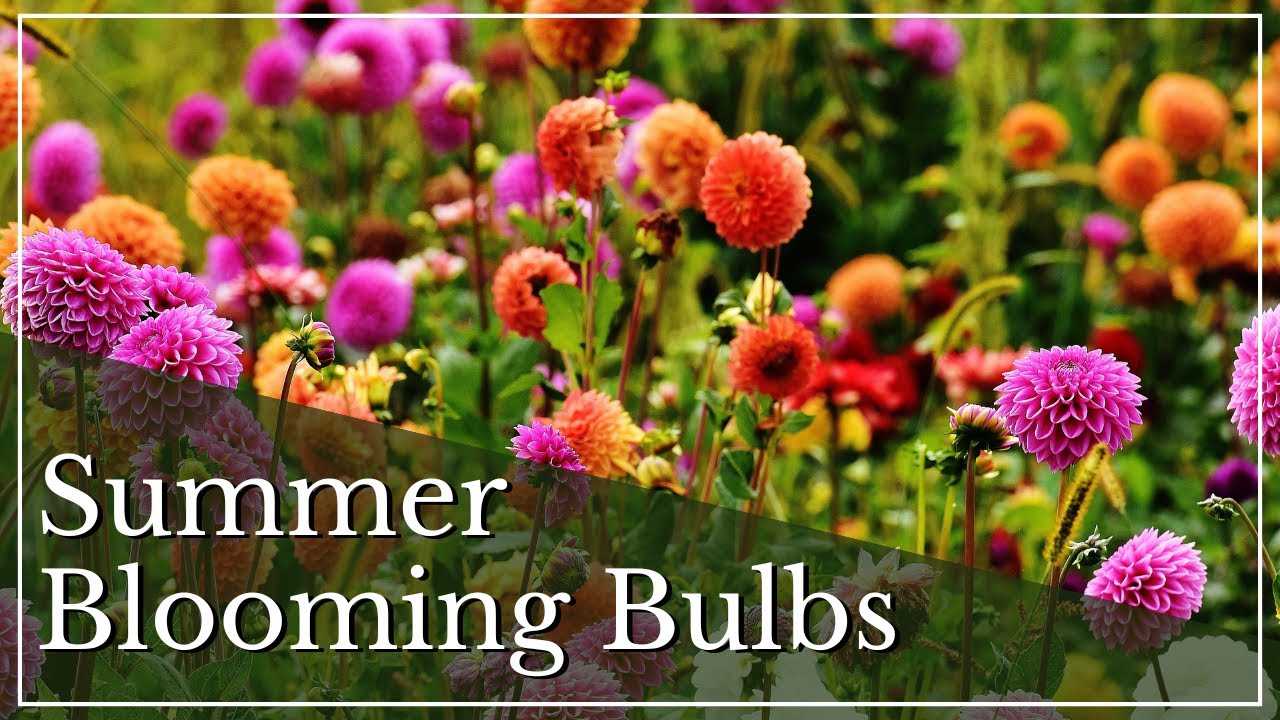 Summer Blooming Bulbs | How To Plant Spring Bulbs | What Are Summer-Blooming Bulbs? | Planting Bulbs