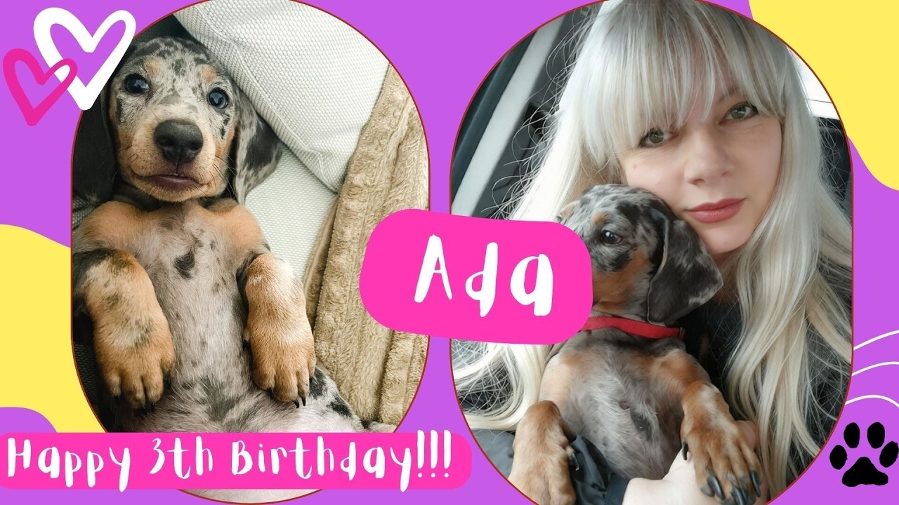 Ada the Merle Dachshund Turns 3!🐶🎂💕#dachshund #cutedog #pets #minidachshund #animals #puppylove #ada