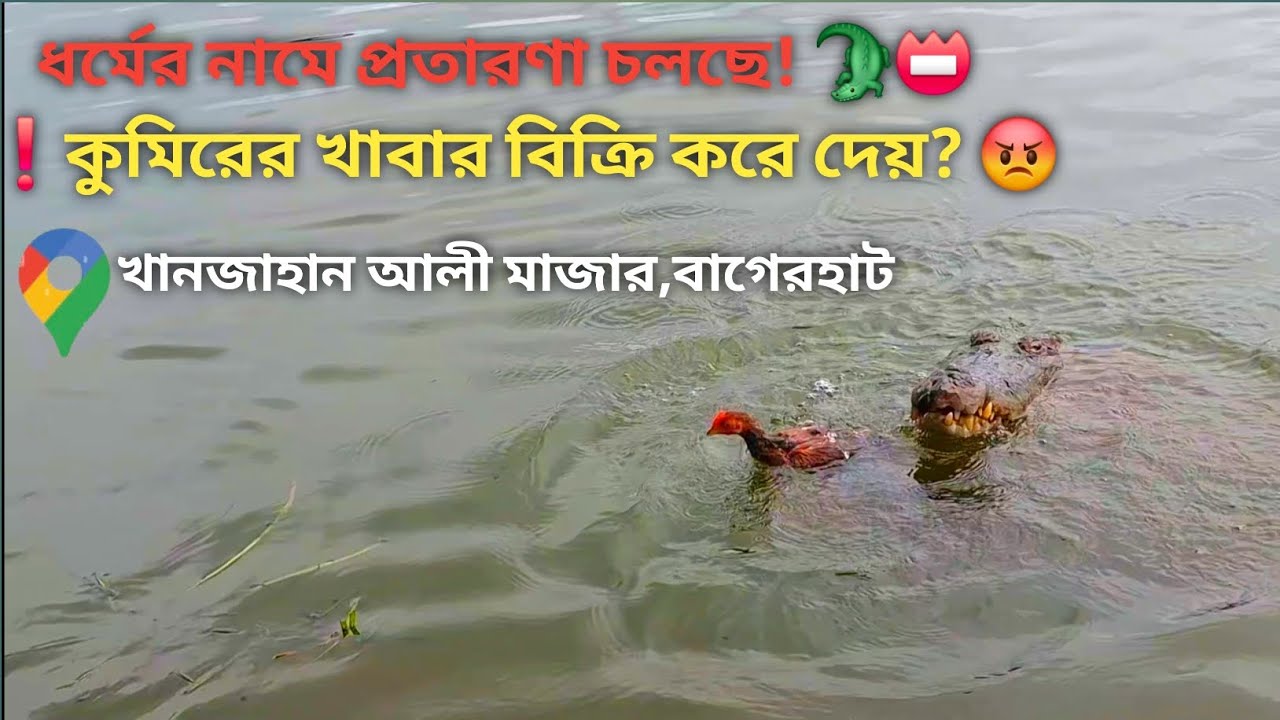 মাজারের কুমিরকে দেওয়া খাবার বিক্রি করে দিচ্ছে খাদেমরা | Khan Jahan Ali Mazar |