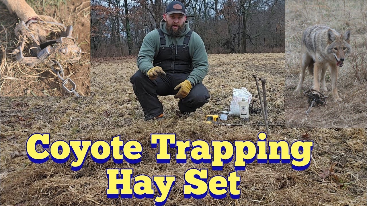 Набор сена для ловли койотов | KOAM Outdoors Trapping