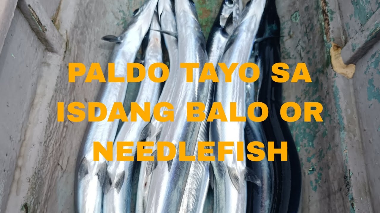 PALDO TAYO SA BALO OR NEEDLEFISH 