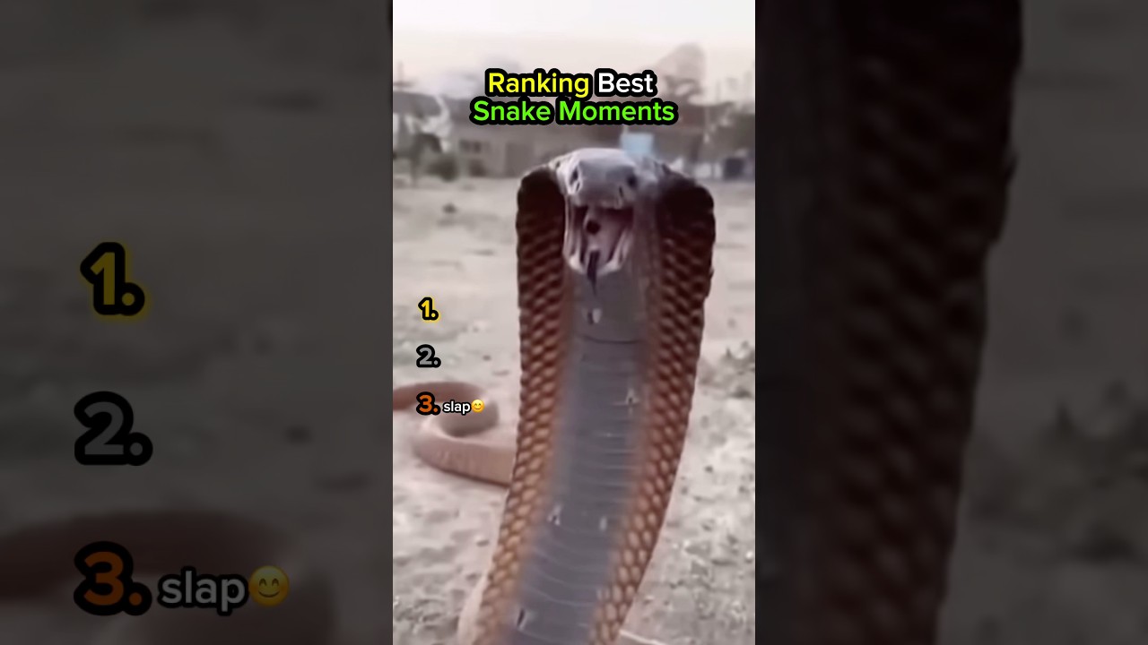 Рейтинг лучших моментов со змеями💀