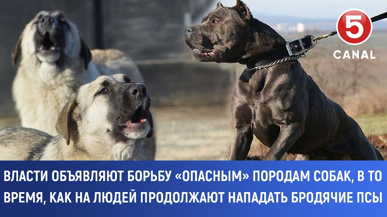 Власти объявляют борьбу «опасным» породам собак, в то время, как продолжают нападать бродячие псы