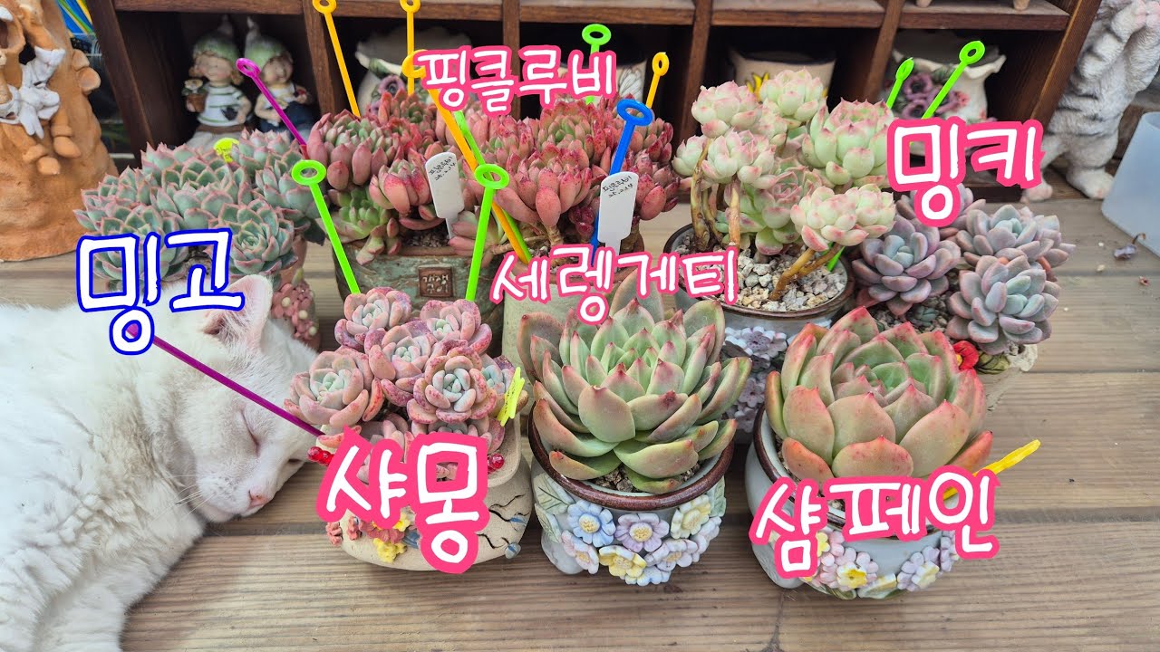 25.5.28.쉬는날도 키핑장 나와서 하엽정리해요