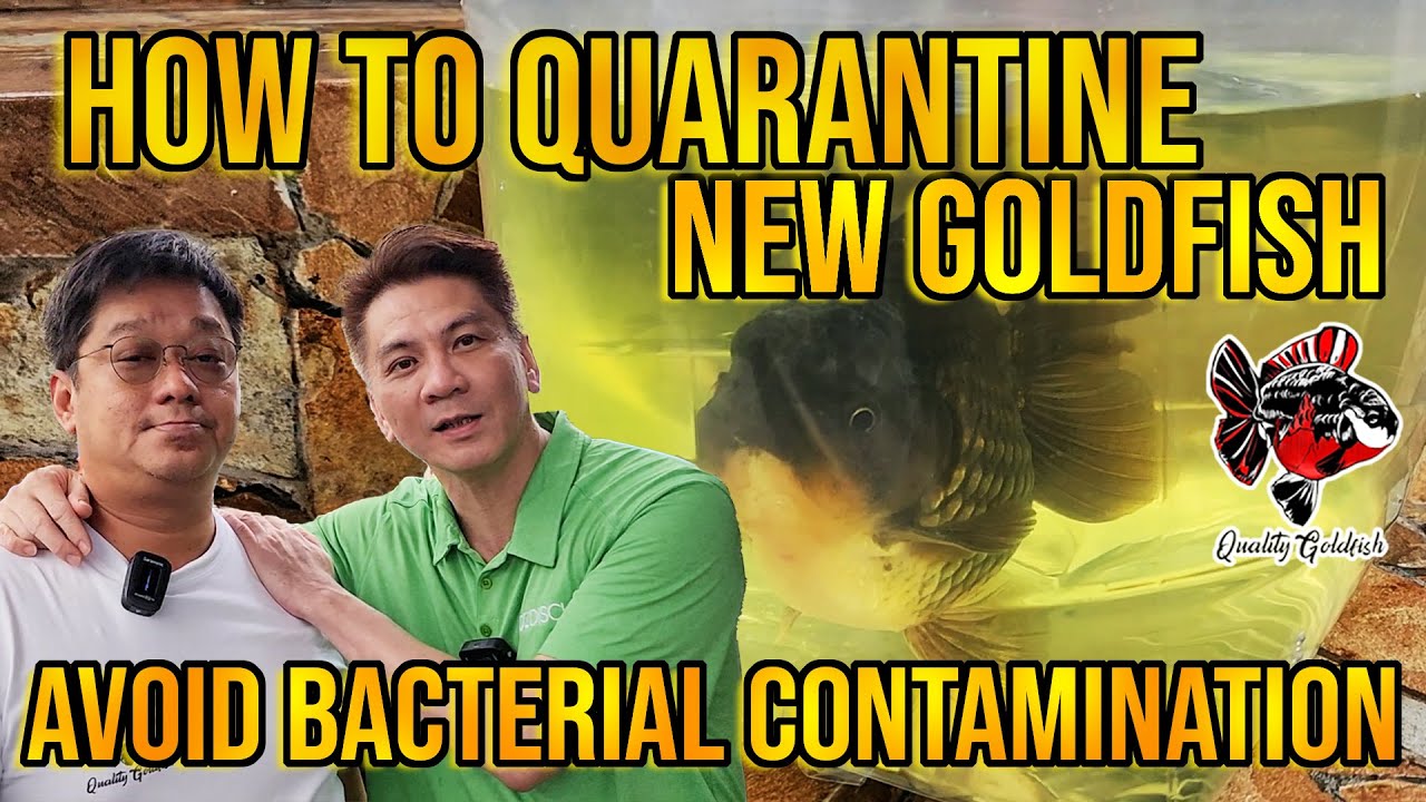 HOW TO QUARANTINE NEW GOLDFISH AVOID BACTERIAL CONTAMINATION ‼️