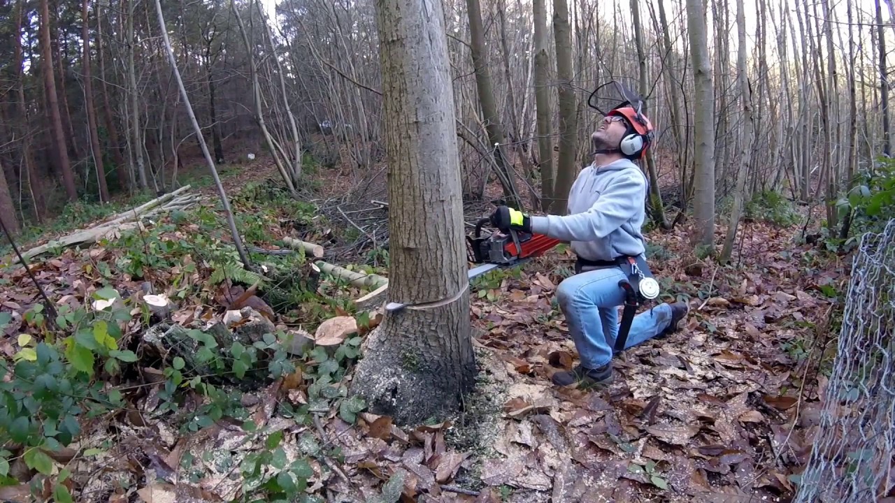 Sweet chestnut coppicing