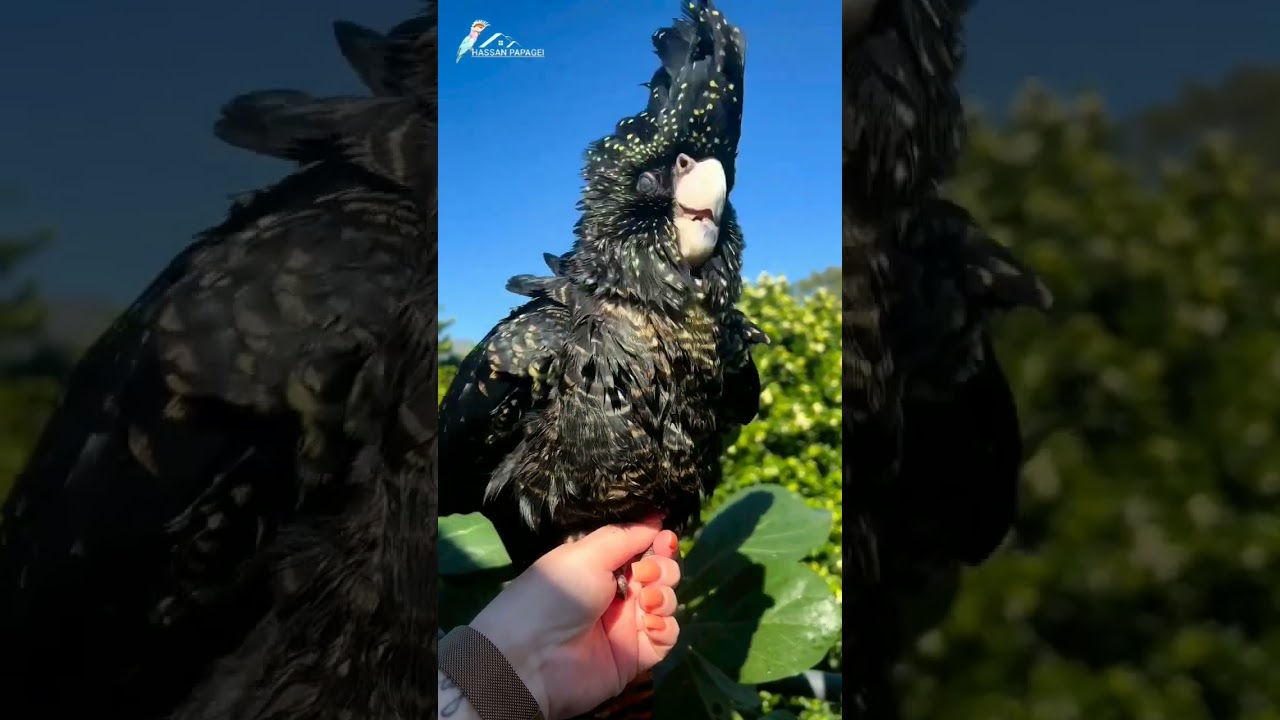 black cockatoo australia.   #parrot #cockatoo #tiktok