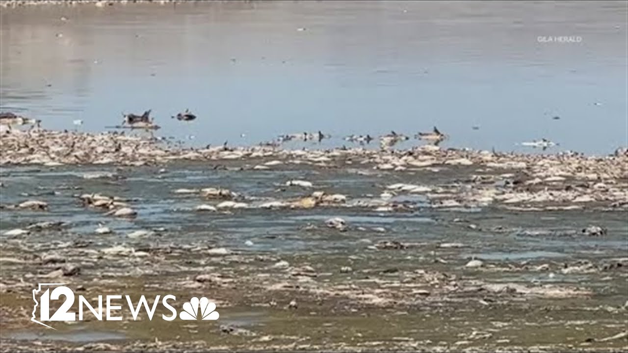 Arizona lake closed after entire fish population died