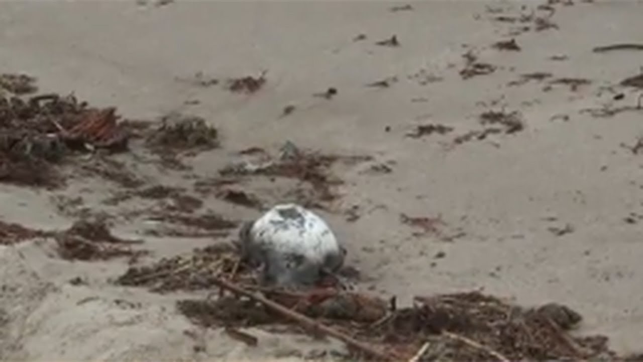 Dozens of dead birds being tested for bird flu on Long Island