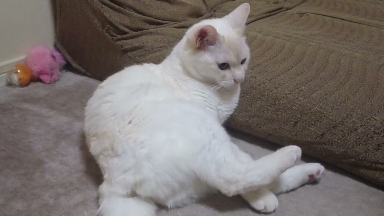 MOV 0033