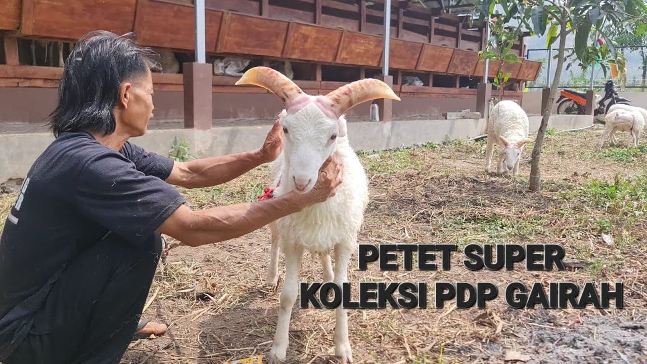 KOLEKSI PETET DOMBA ADU GARUT DI KANDANG PDP GAIRAH