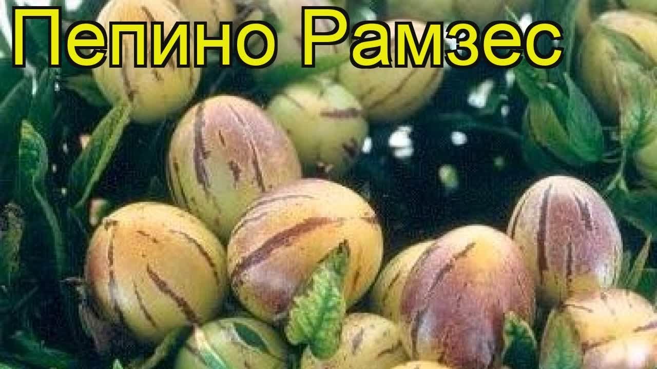 Пепино Рамзес. Краткий обзор, описание характеристик, где купить solanum muricatum Ramzes