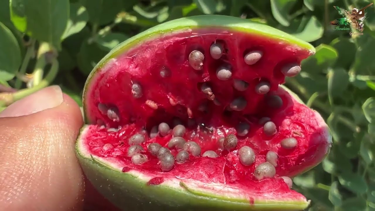 Kapari 🍉