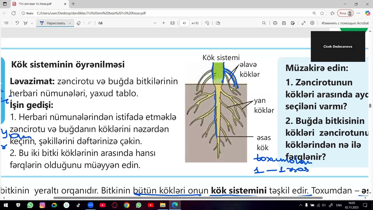 7ci sinif biologiya. Mövzu 2.2 Çiçəkli bitkilərin orqanları.  Kök