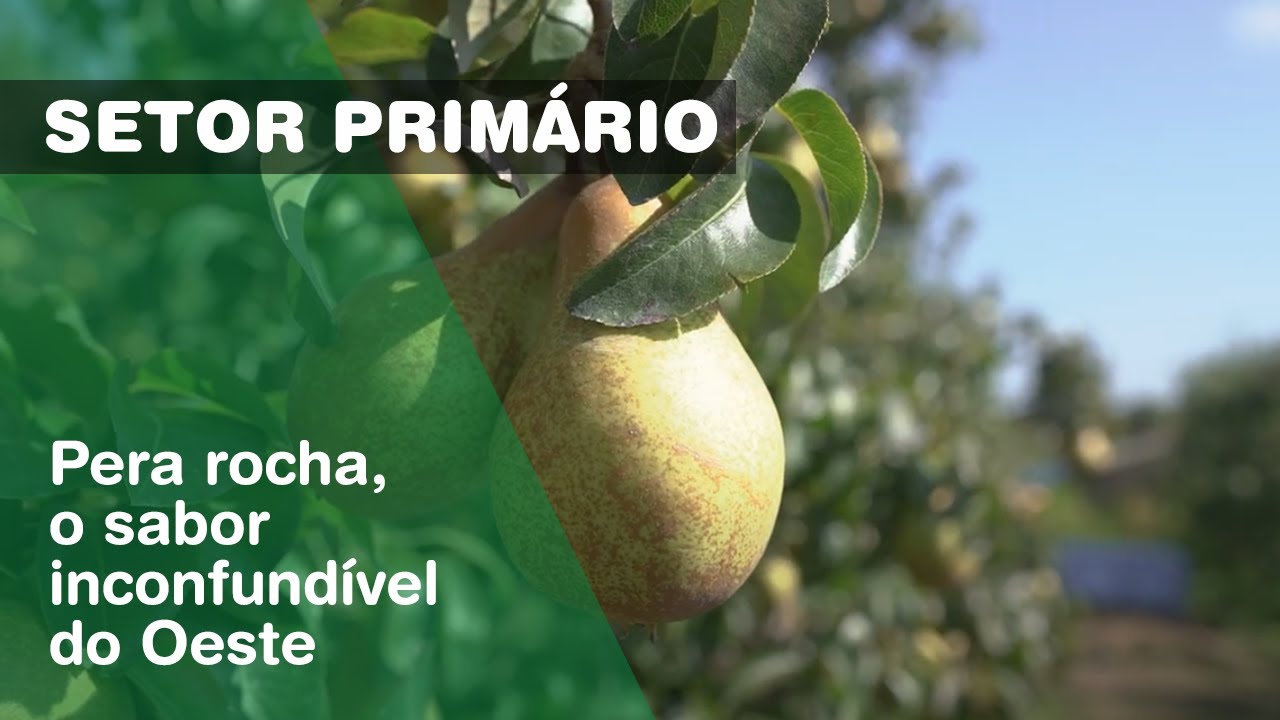Pera rocha, o sabor inconfundível do Oeste