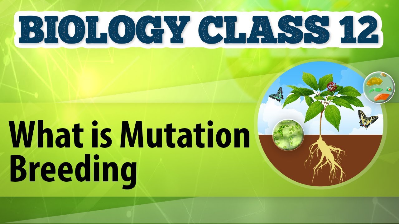 What Is Mutation Breeding - Enhancement in Food Production - Biology Class 12