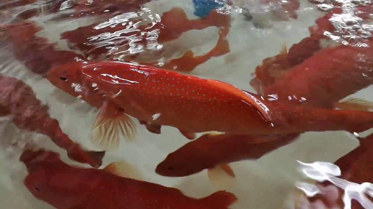 Sea Fresh- Red Grouper