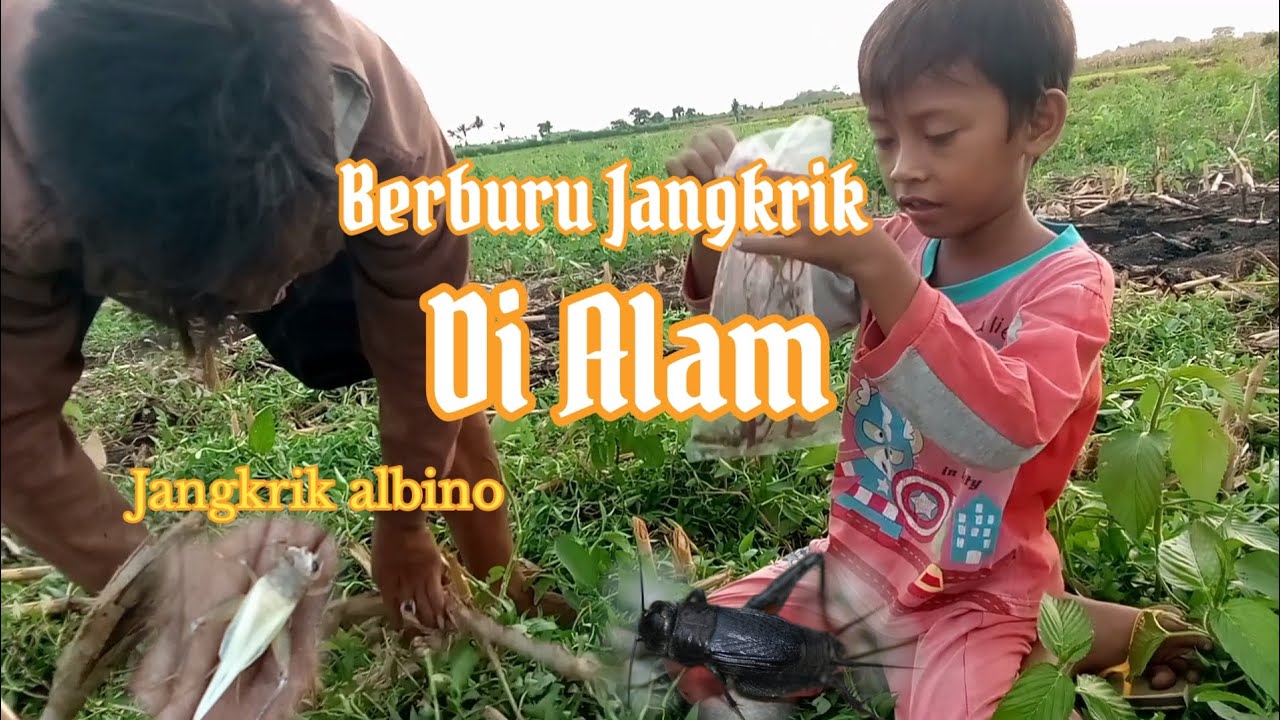 Berburu Jangkrik Alam Bersama Bocil Bikin Sebel Part2... Kesenangan Tempo Doeloe