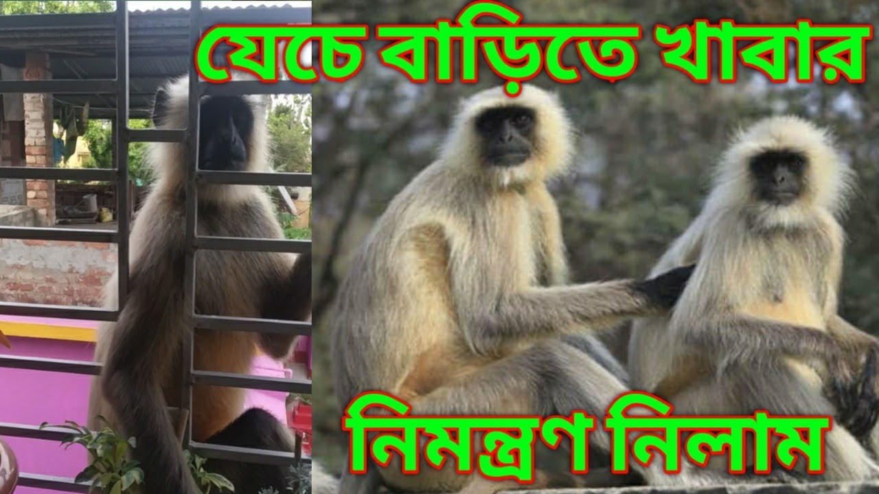 অনেক দিন পর জমিয়ে বিকেলের টিফিন করতে এলাম