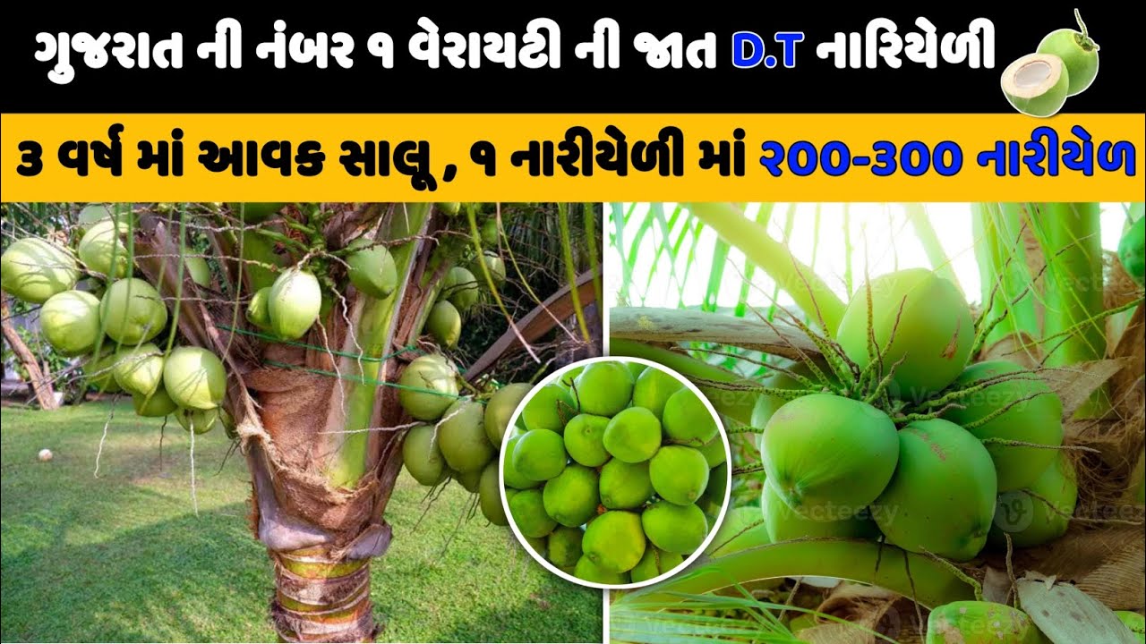 D.T નારીયેળ ની નર્સરી મહુવા |D.T COCONUT NARSARIY |ગુજરાત ની નંબર 1 વેરાયટી ડી ટી નારીયેળી |Coconut