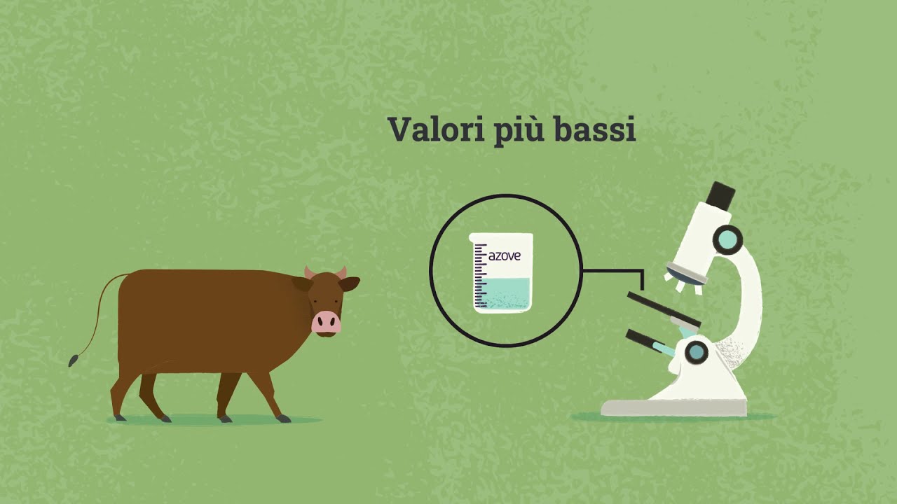 Antibiotic Free Beef