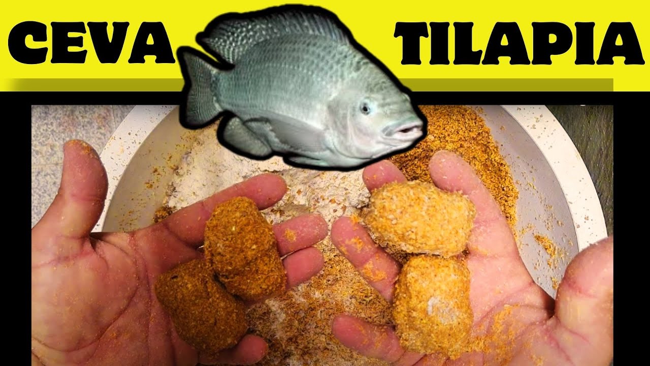 A MELHOR CEVA PARA TILAPIAS 2024