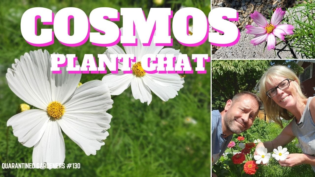 Cosmos Plant Care | Cosmos Plant Chat 🌼