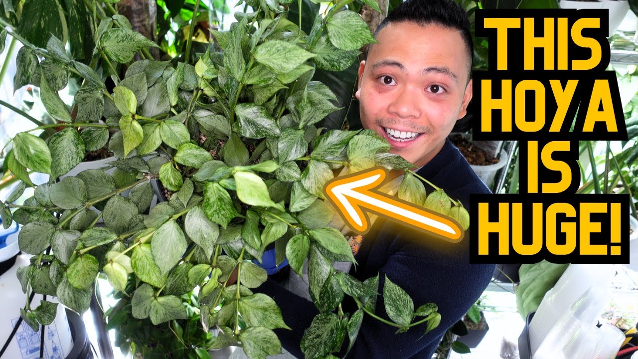 🌱 This Hoya grows SO FAST 😮 Hoya Plant Chores 💚 | indoor houseplant care 🌱