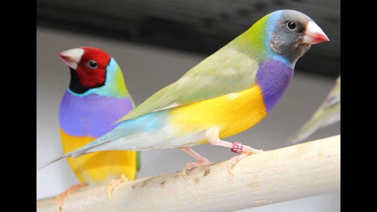 Bird Focus - Gouldian Finches and Why I Love Them