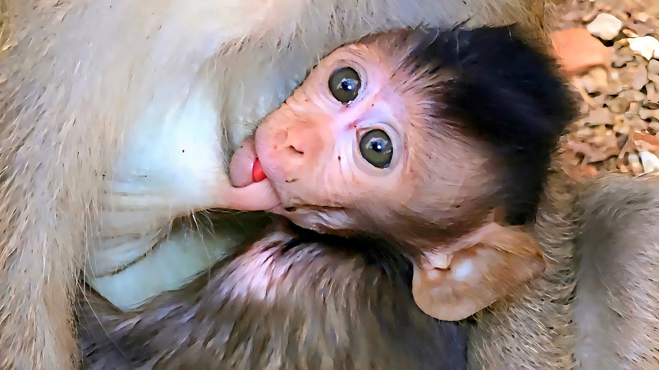 This cute little monkey is nursing at its mother's breast