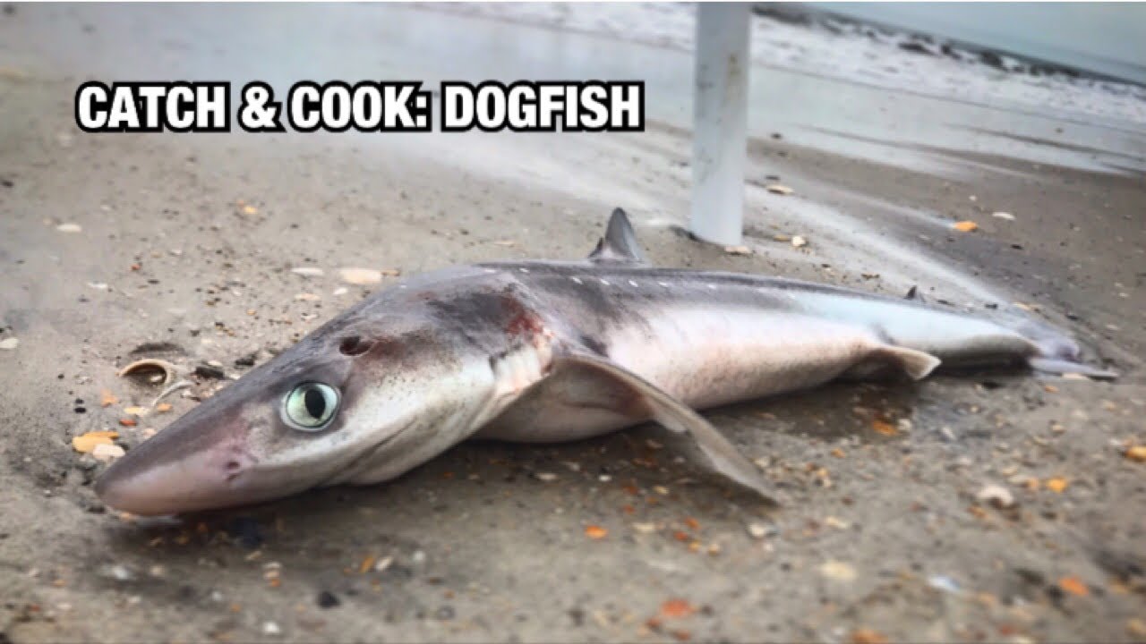 Let's Try SPINY DOGFISH SHARK - Fish & Chips? Catch, Clean, & Cook (Not Megladon)